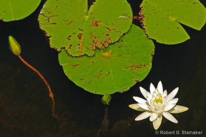 Flora-Florida #5 . . . Nymphaea odorata