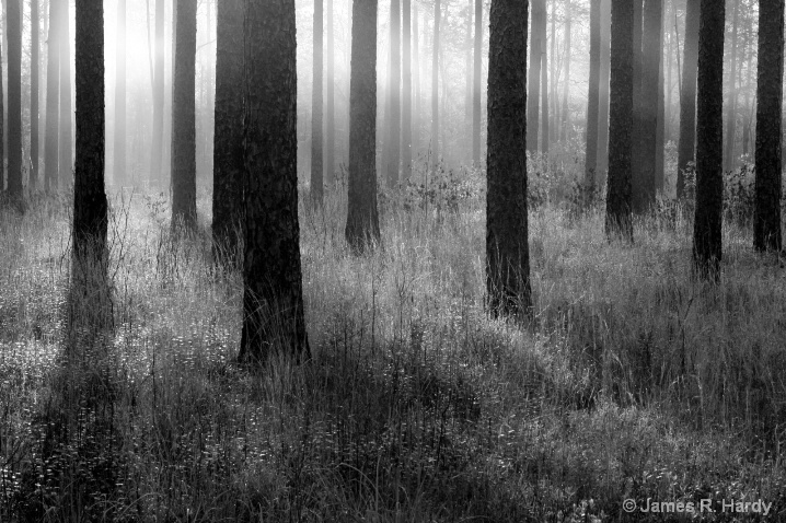 Croatan Forest North Carolina