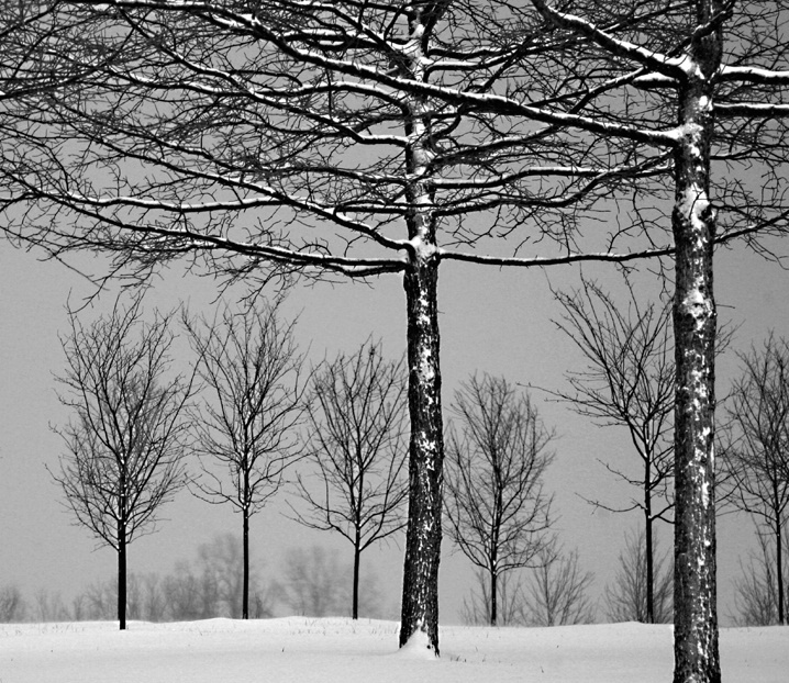 Winter Branches