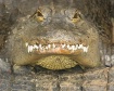 Teeth