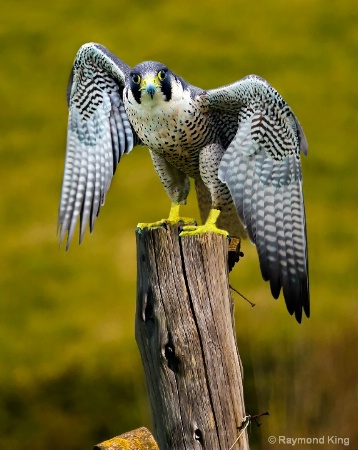 Peregrine Falcon