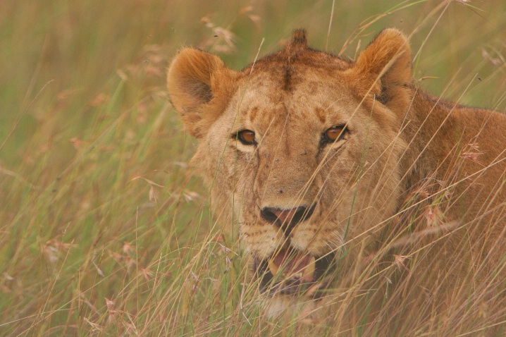 Watcher in the grass