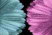 Pink and Blue