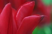 Tulip Tips