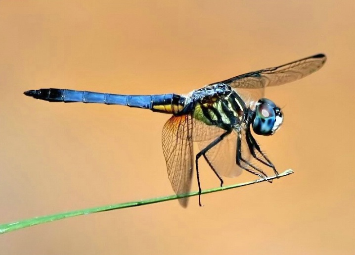 Blue Dasher