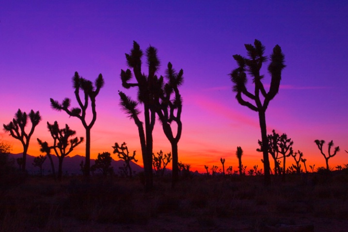 Joshua_Tree_NP_006-_mg_5980