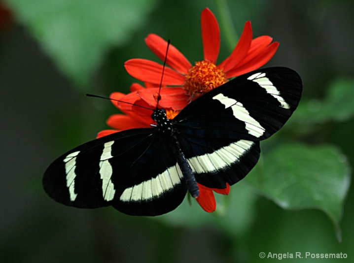 butterfly & flower