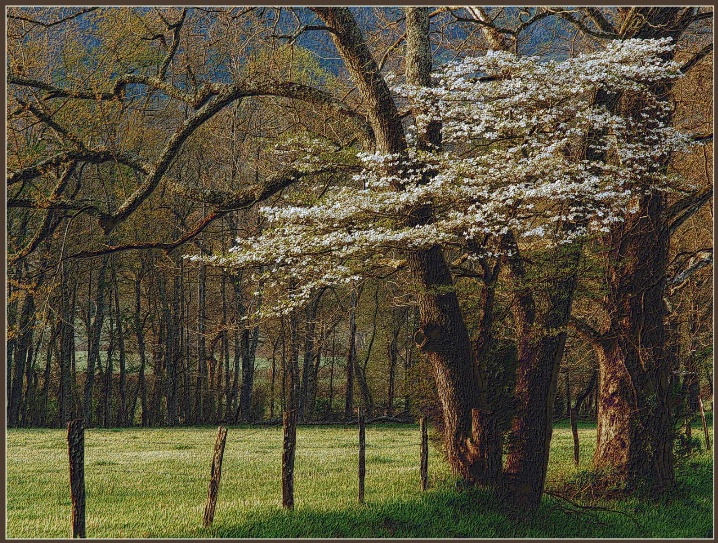 Dogwood in the Smoky's