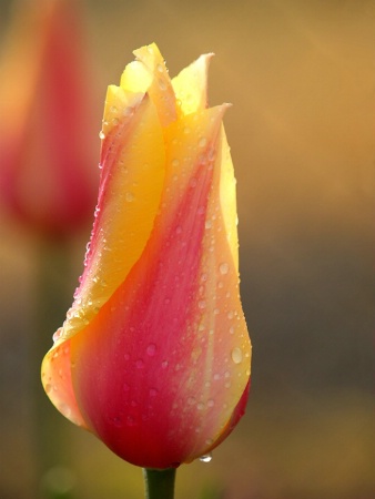 tulip - telephoto