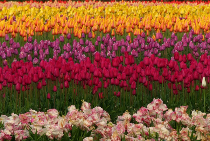 tulips - wide angle
