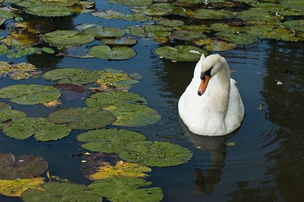 Swan among the Lilypads