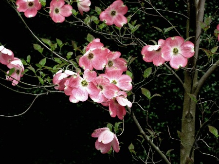 Dogwood by Night