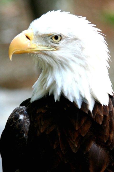 Eagle