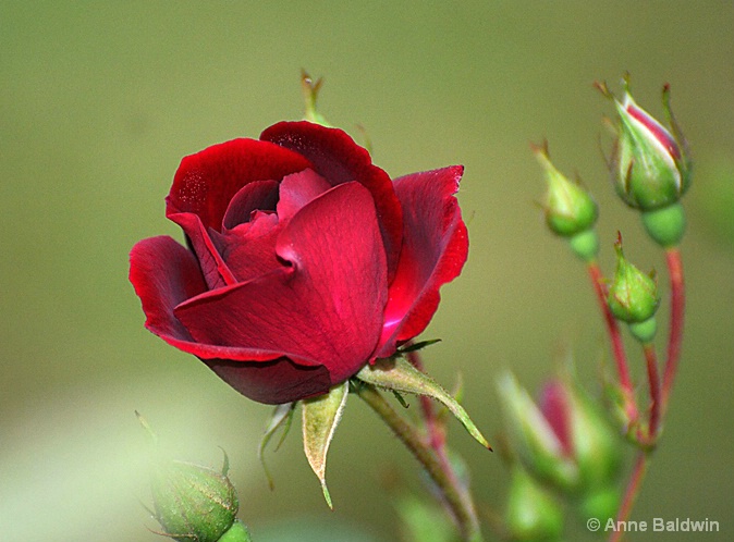 First Bloom