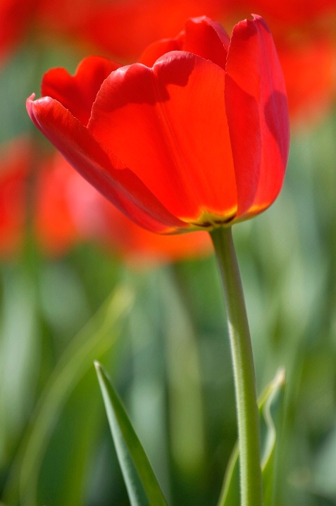 Crispy Tulips
