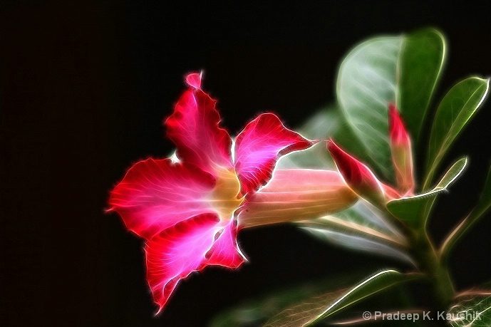 Desert Rose (Adenium Obesum)