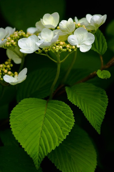 First Blooms