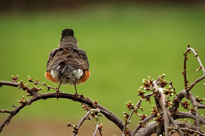 Nest Building 101