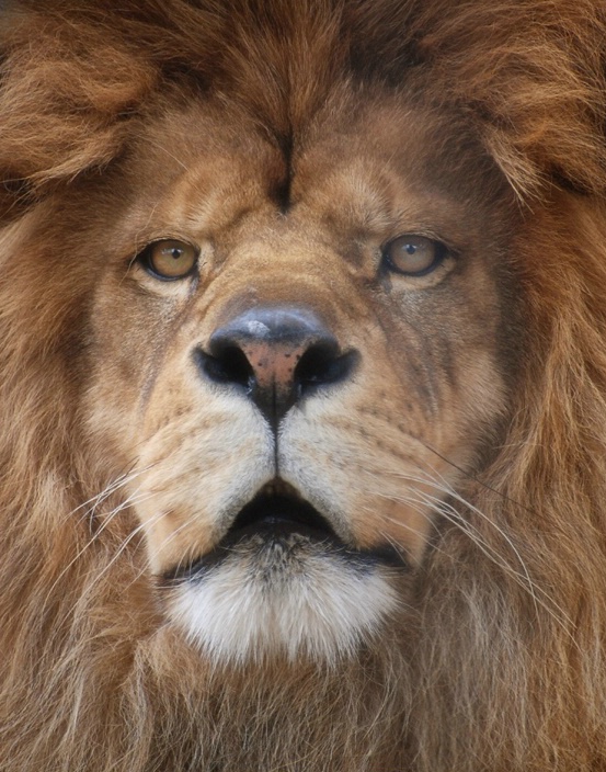 Lion Closeup Stare