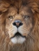 Lion Closeup Star...