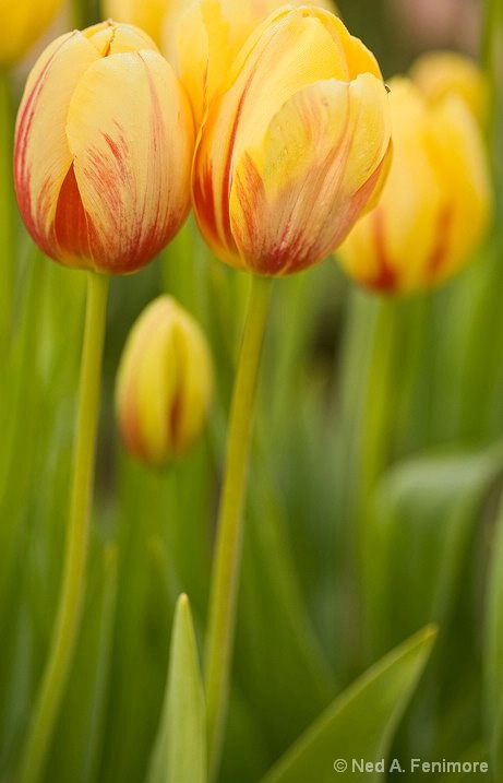 Yellow and Red Tulips