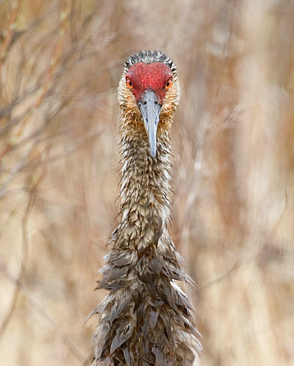 Crabby Crane