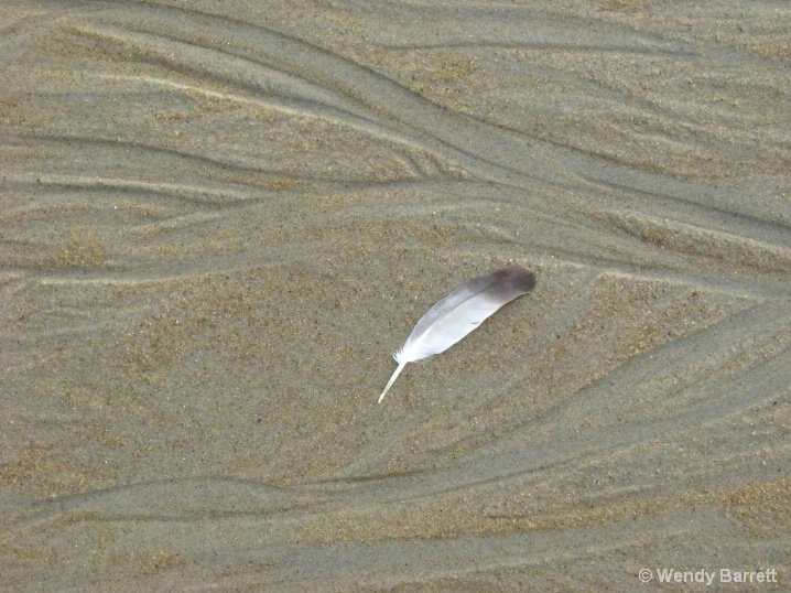 Feather on the sand - ID: 6091689 © Wendy A. Barrett