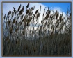 Amber Waves of Gr...