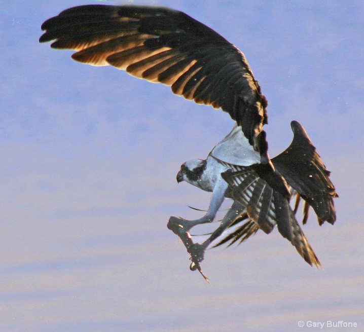 Osprey Grab