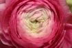 Blooming