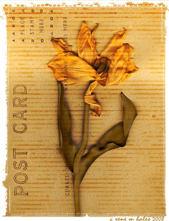 Pressed Flowers (tulip)
