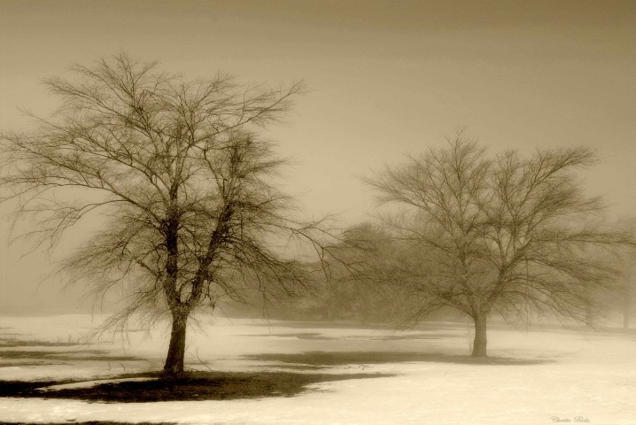 Aged Winter (L)