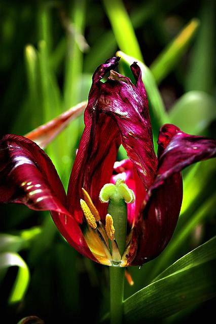Death of a tulip