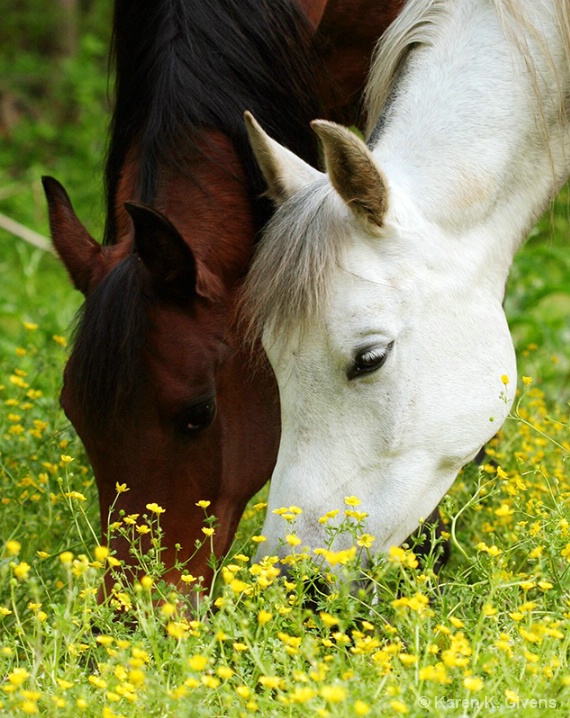 Grazing for Two 