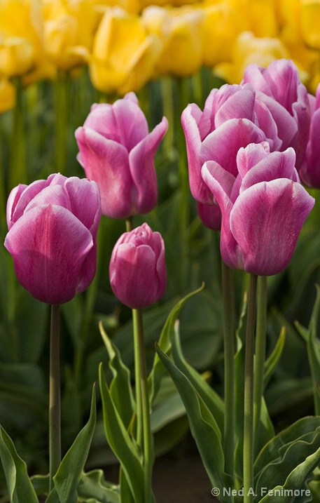 Tulips