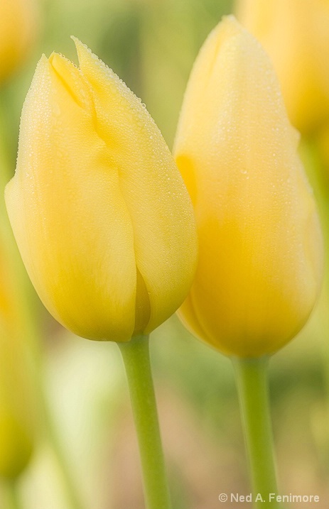 Pastel Tulips