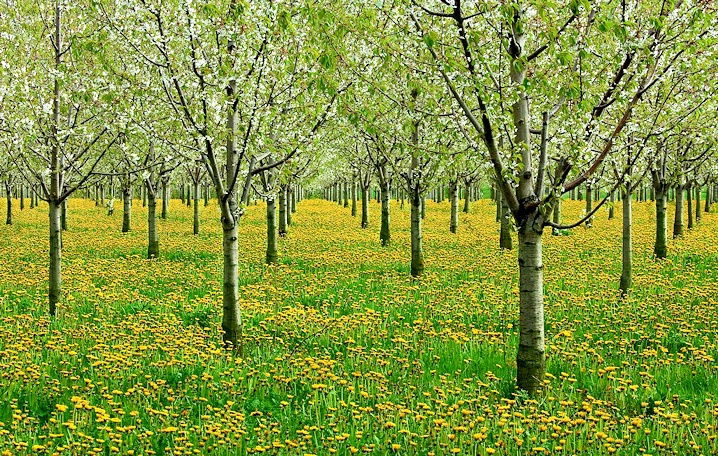 Dandelions