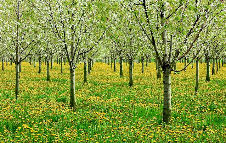 Dandelions