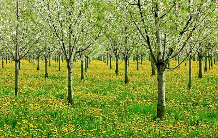 Dandelions