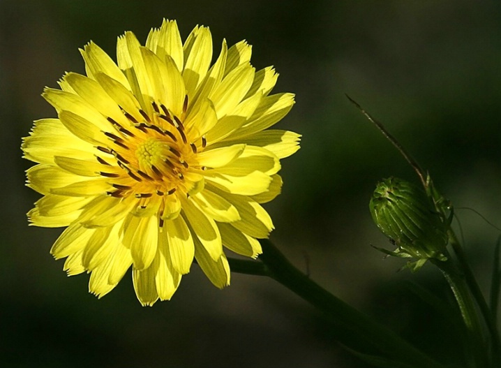 Sun Spot - ID: 6097317 © Jeff Robinson