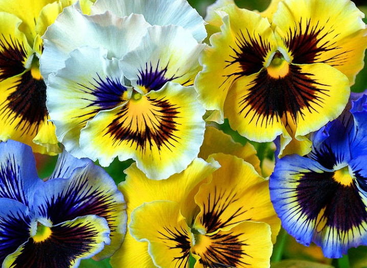 Pansies