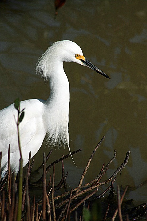 Snowy Egret