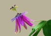 Passion Flower