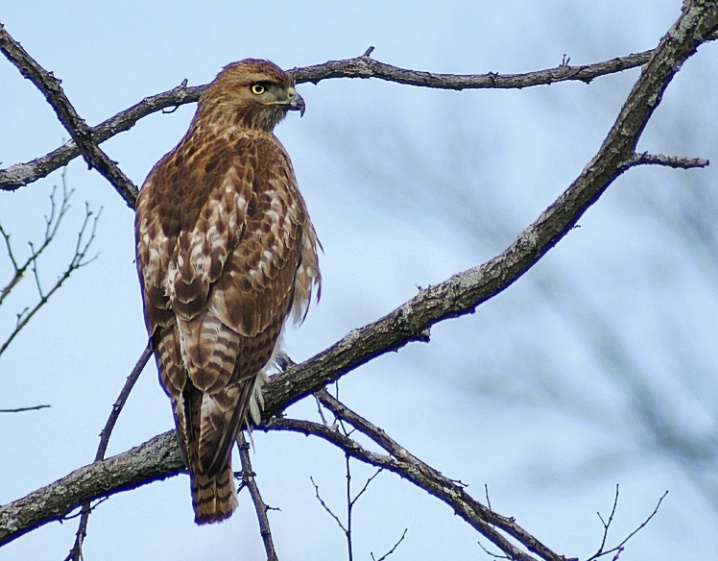 Hawk - ID: 6101923 © Laurie Daily
