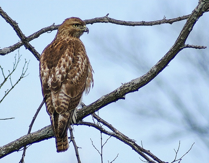 Hawk - ID: 6101954 © Laurie Daily