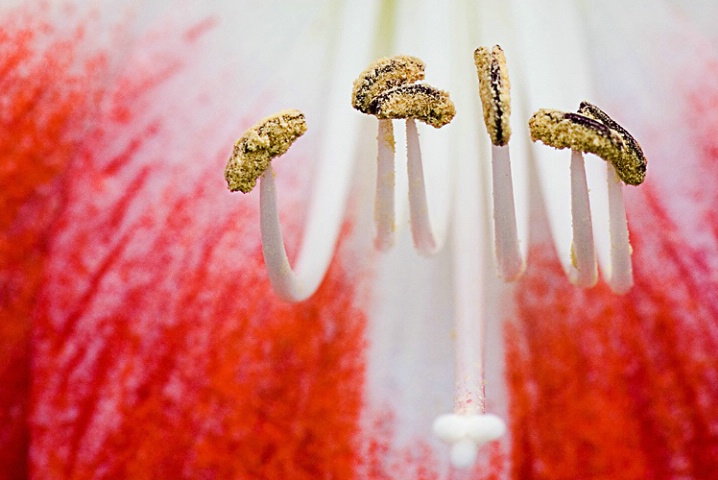 Amarylis Stamen