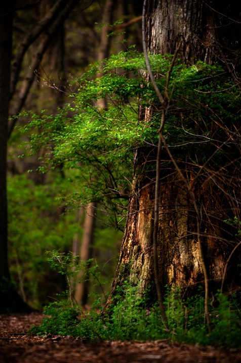 Wooded Path