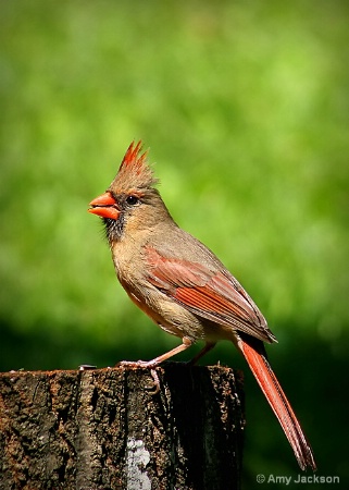 "Cardinal Chic"