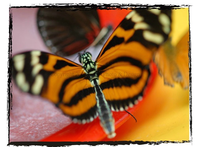 Beautiful Julia Butterfly