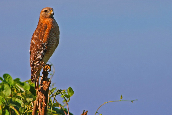 Portrait of Buteo lineatus